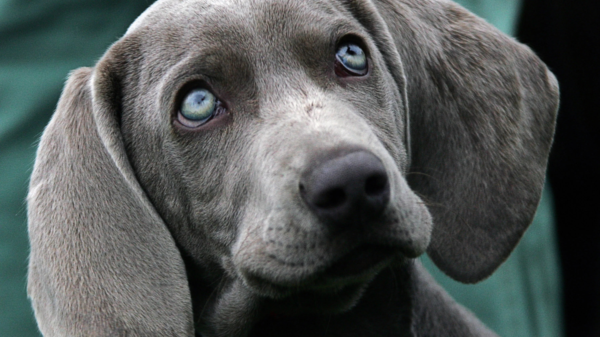 10 Dog Breeds With Green Eyes That Stand Out From The Pack