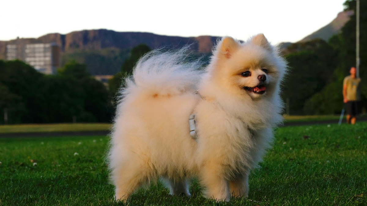 10 Dog Breeds With Curly Tails