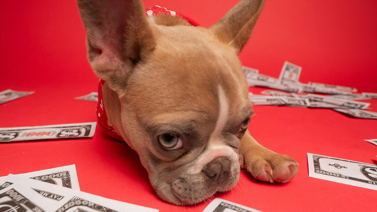 10 of the Most Expensive Dog Breeds That Are Worth Every Penny