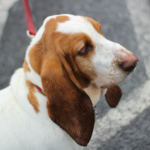 10 Low-Maintenance Dog Breeds for Busy Owners