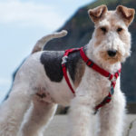 10 Wire-Haired Dog Breeds That Make Great Companions