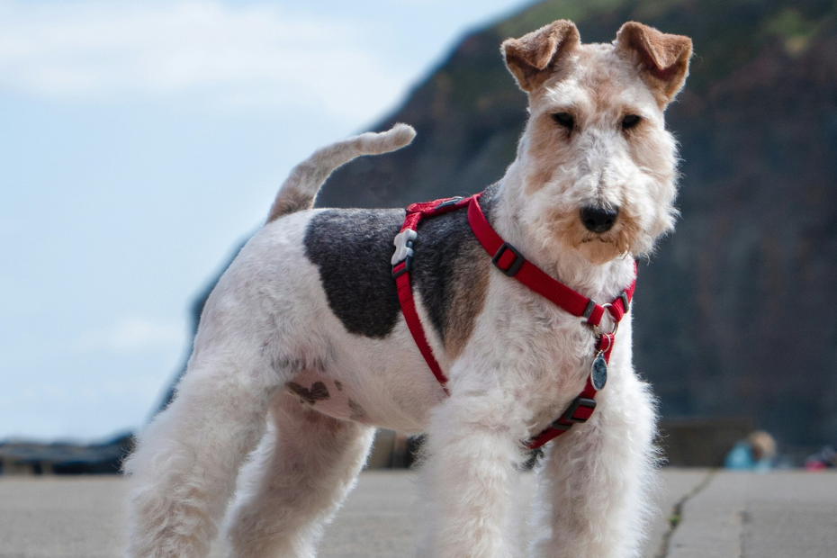 10 Wire-Haired Dog Breeds That Make Great Companions