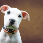 10 Short-Haired Dogs That Have Few Grooming Needs