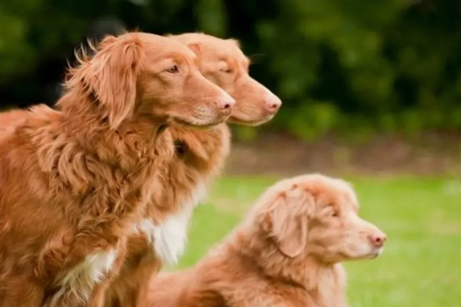 10 Red Dog Breeds That Turn Heads