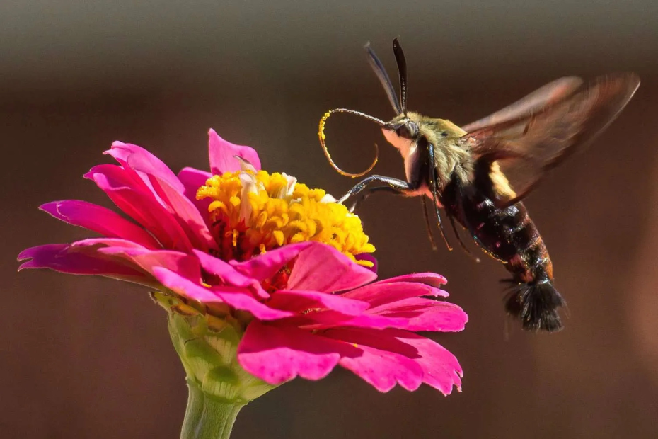 How to Identify Hummingbird Moths