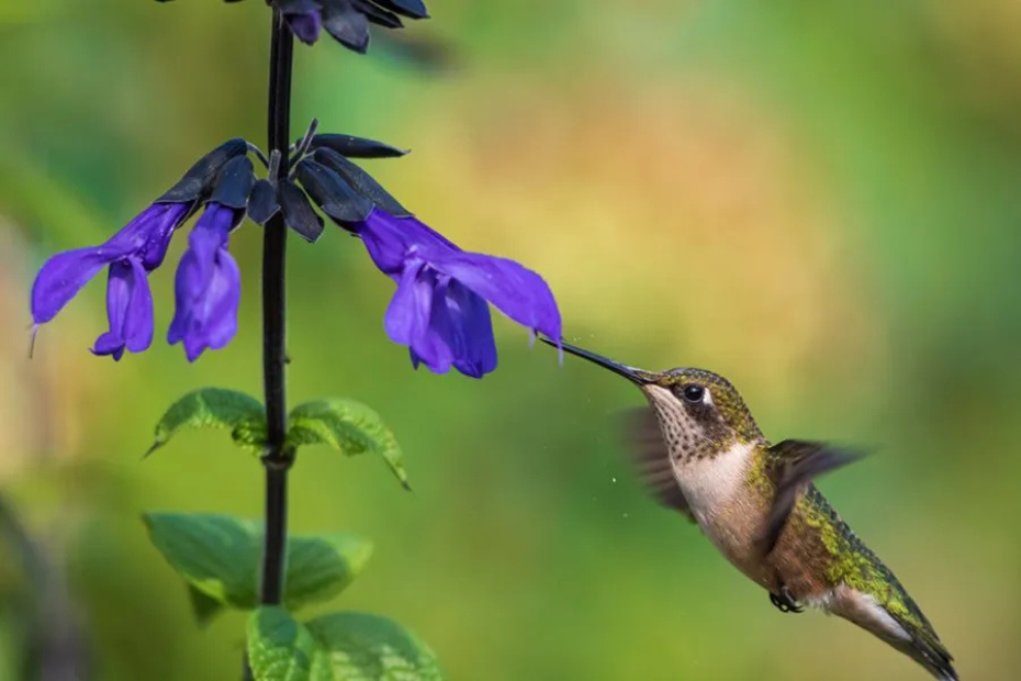 10 Best Hummingbird Flowers to Plant