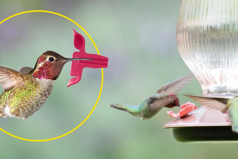 What Foods Do Hummingbirds Eat?