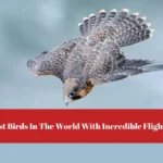 5 Fastest Birds In The World With Incredible Flight Speed