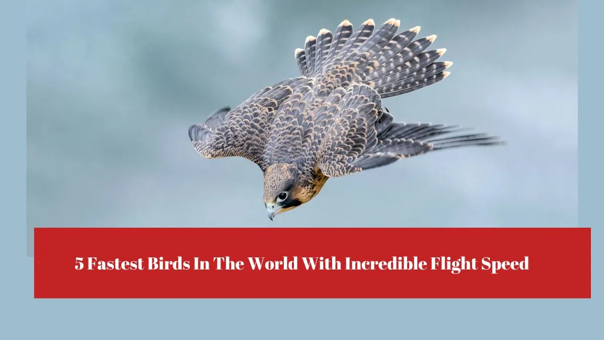 5 Fastest Birds In The World With Incredible Flight Speed