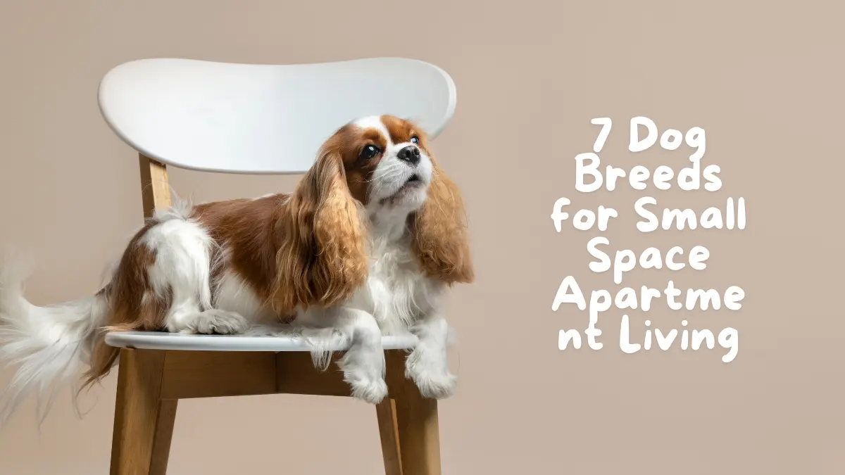 7 Dog Breeds for Small Space Apartment Living