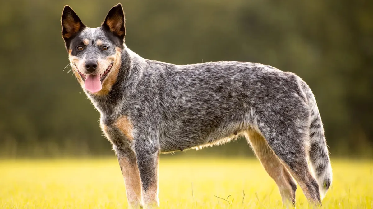 These are the longest-living dog breeds