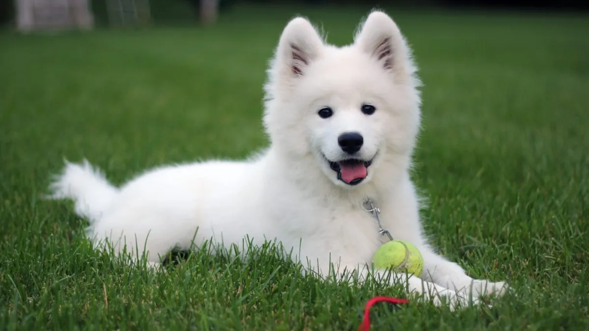 The most expensive dog breeds in the world