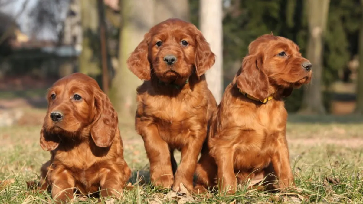 Top 10 most popular brown dog breeds around the world