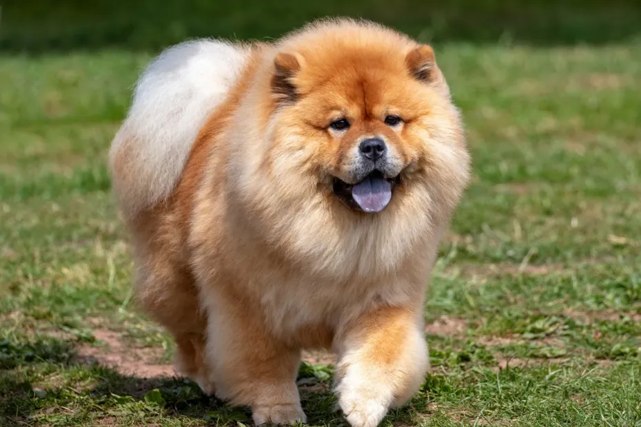 12 Fluffy Dog Breeds You’ll Want to Cuddle at All Times