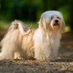 12 Best Small Dog Breeds That Stay Tiny and Cute Forever