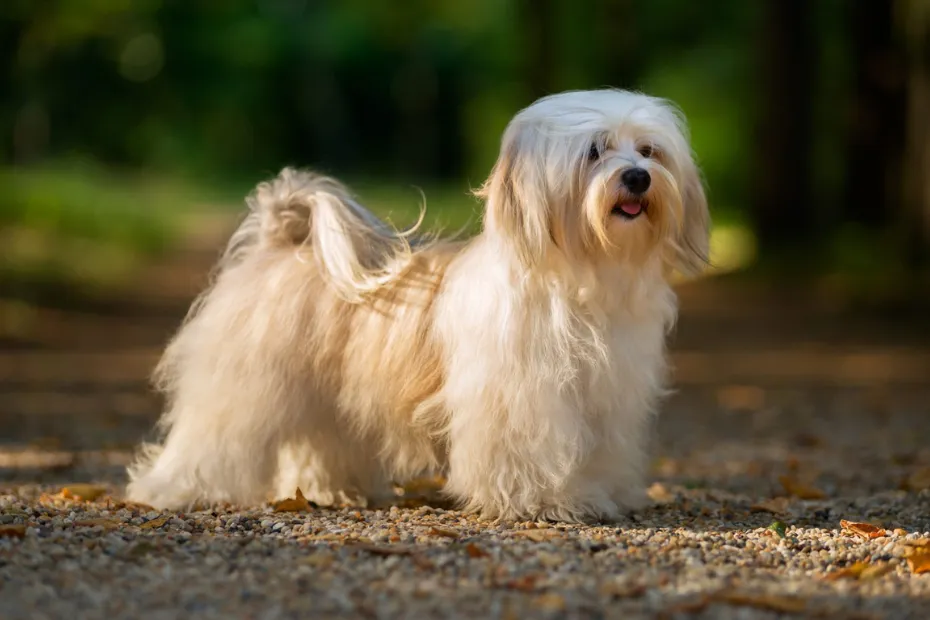 12 Best Small Dog Breeds That Stay Tiny and Cute Forever