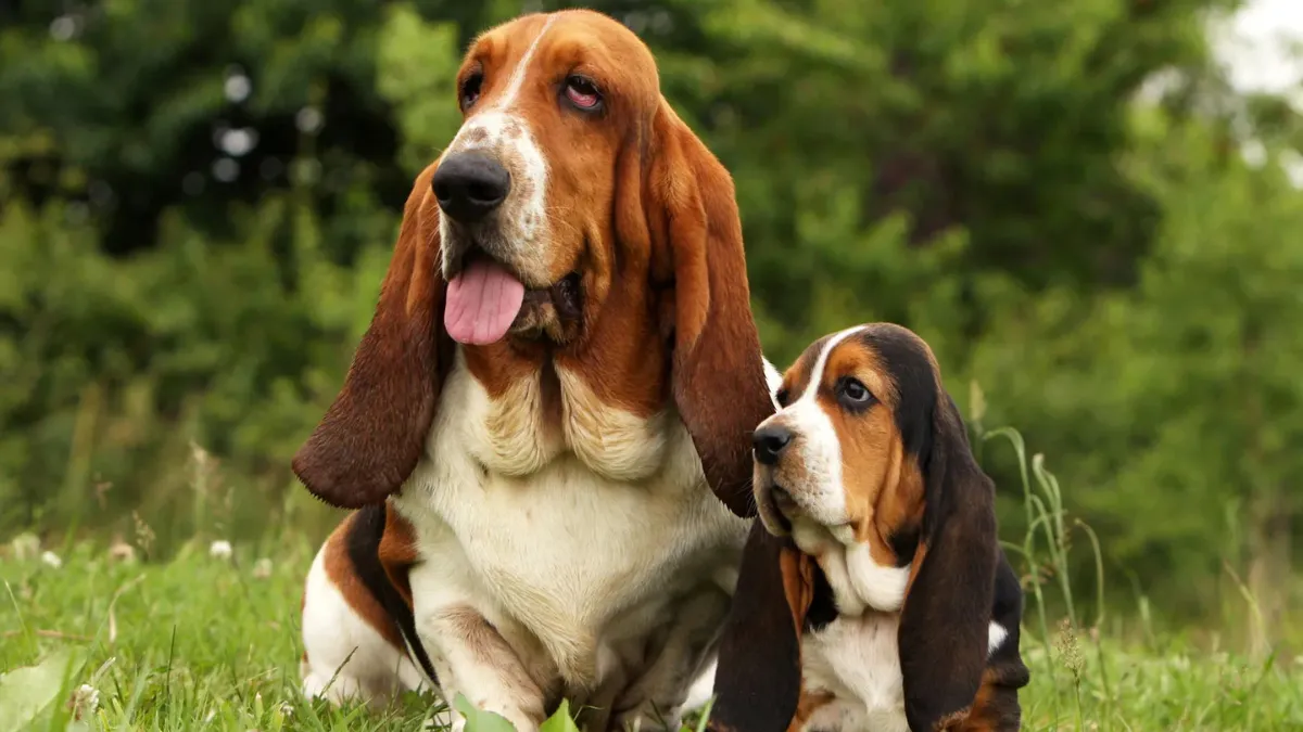 10 Dog Breeds Who Know How To Keep The Peace