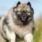 8 Cuddly Dog Breeds that Look Just Like Bears