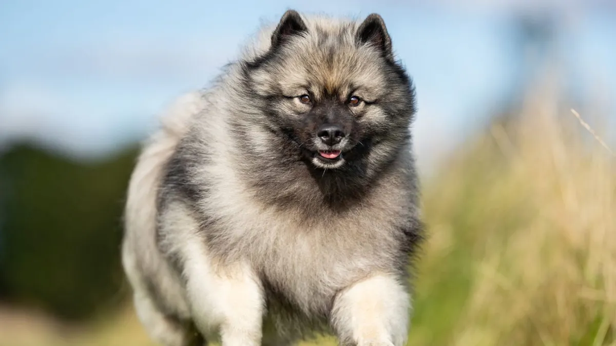 8 Cuddly Dog Breeds that Look Just Like Bears