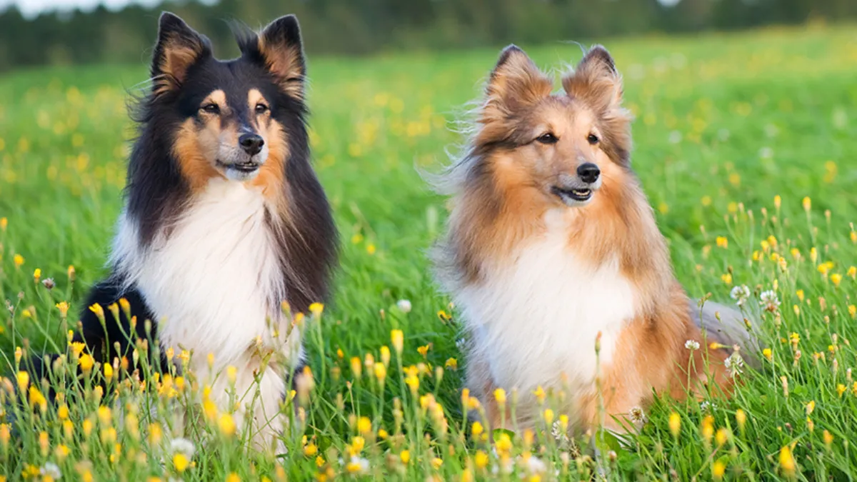 These Are the Pups That Top the List of Smartest Dog Breeds