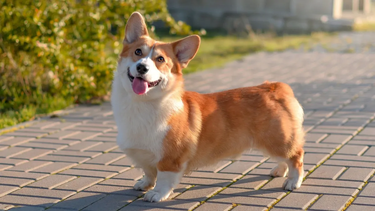 A Definitive Ranking of the 12 Cutest Dog Breeds