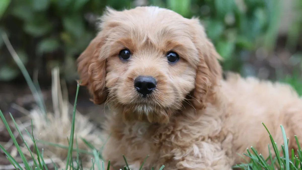 Top 10 of the Most Popular Doodle Dog Mixes