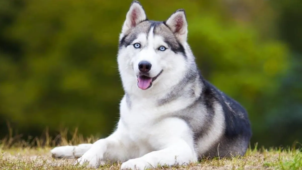 Top 10 Most Popular Dogs in The World