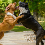 10 Strongest Dog Breeds, Powerful Companions