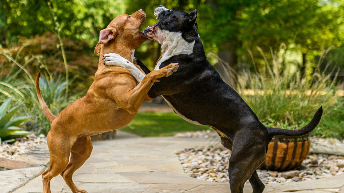 10 Strongest Dog Breeds, Powerful Companions