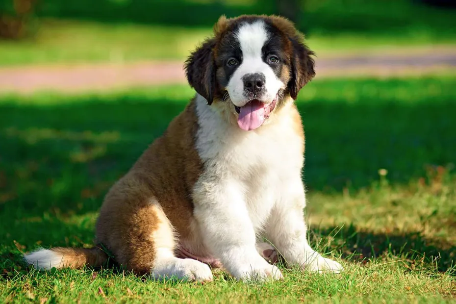 8 large and friendly pet dog breeds in the world