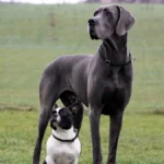 The dog breeds with the biggest risk of dying young