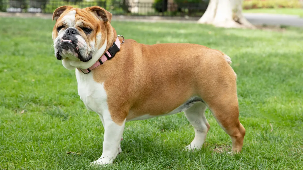 11 Types of Bulldogs That Are as Adorable as They Are Loyal