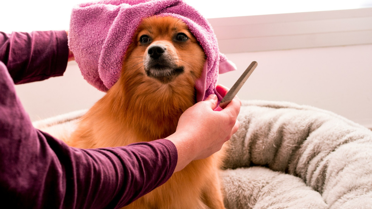 What are Dog Spas and How are they Beneficial?