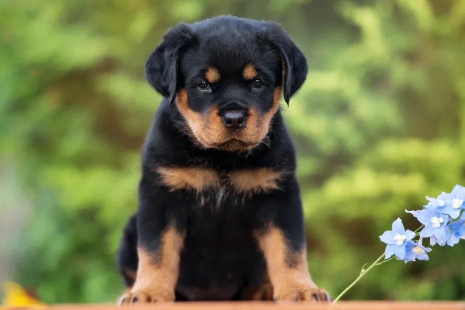 7 Most Expensive Dog Breeds in the World