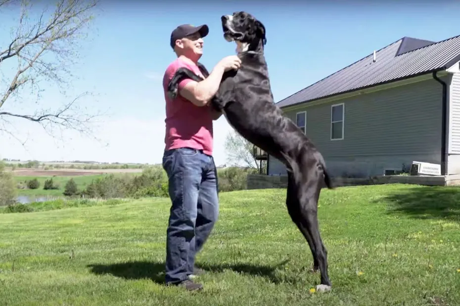 Top 10 Largest Dog Breeds in the World