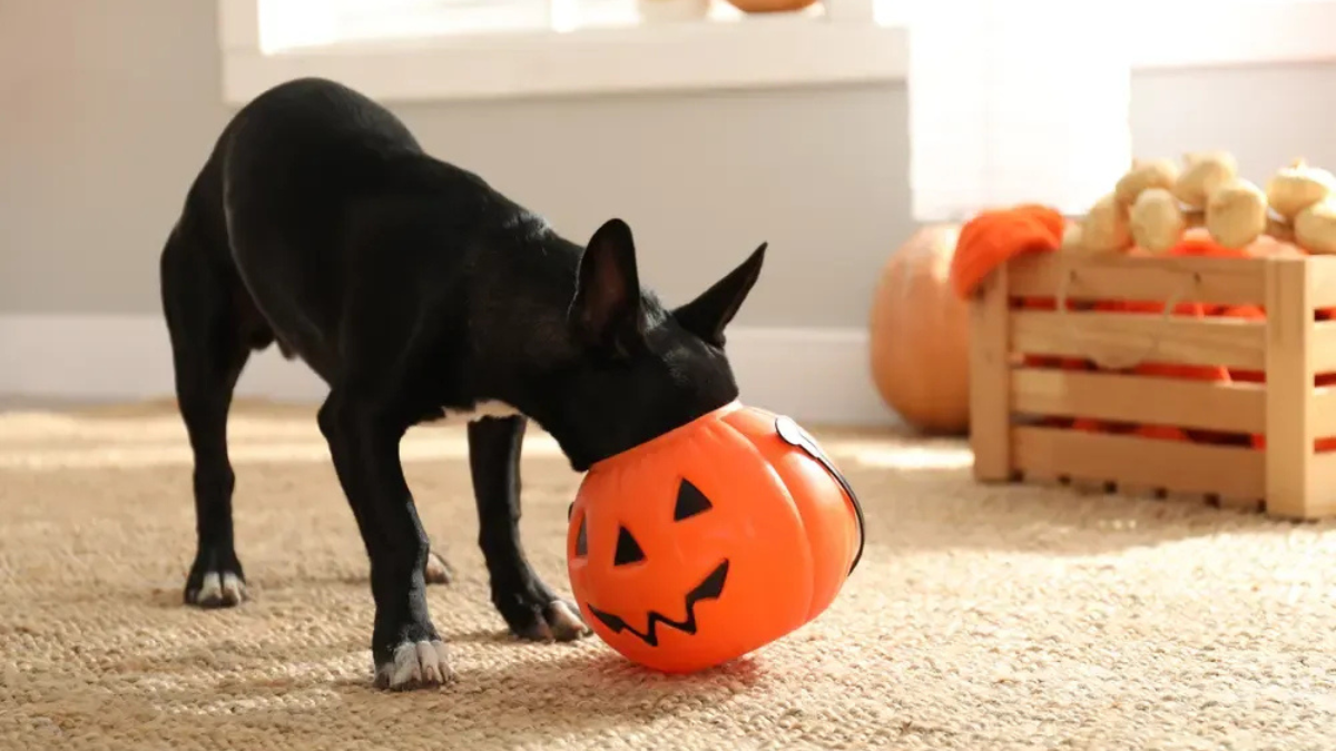 8 Halloween Safety Tips for Pets