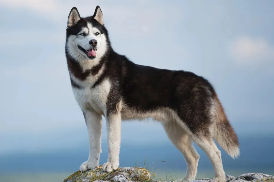 A List of the World's Ten Strongest Dog Breeds