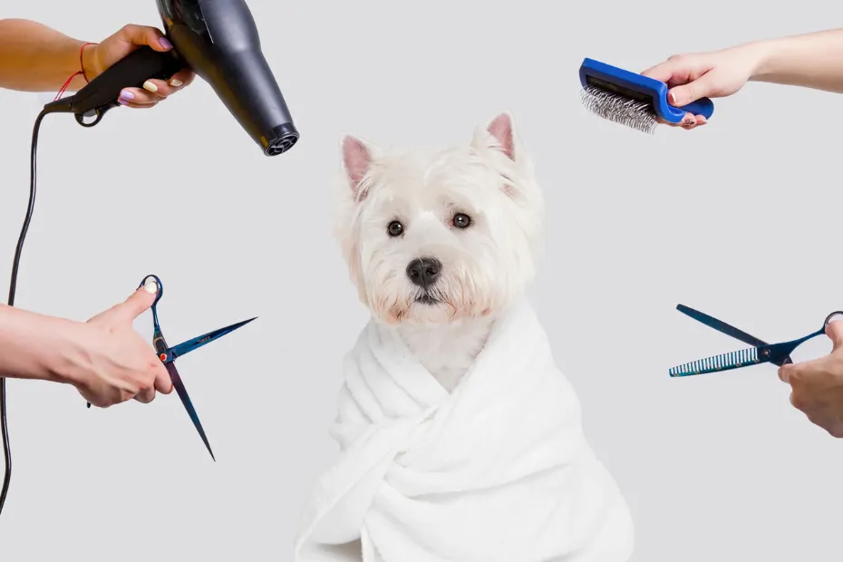 How to Groom a Dog at Home