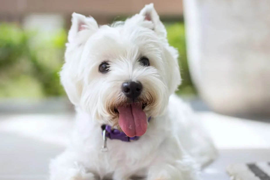 10 Hypoallergenic Dog Breeds That Won't Shed All Over Your House