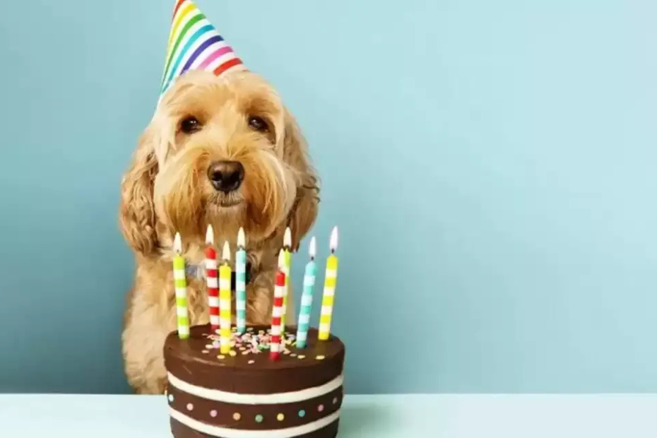 10 Ideas to Celebrate Your Dog's Birthday