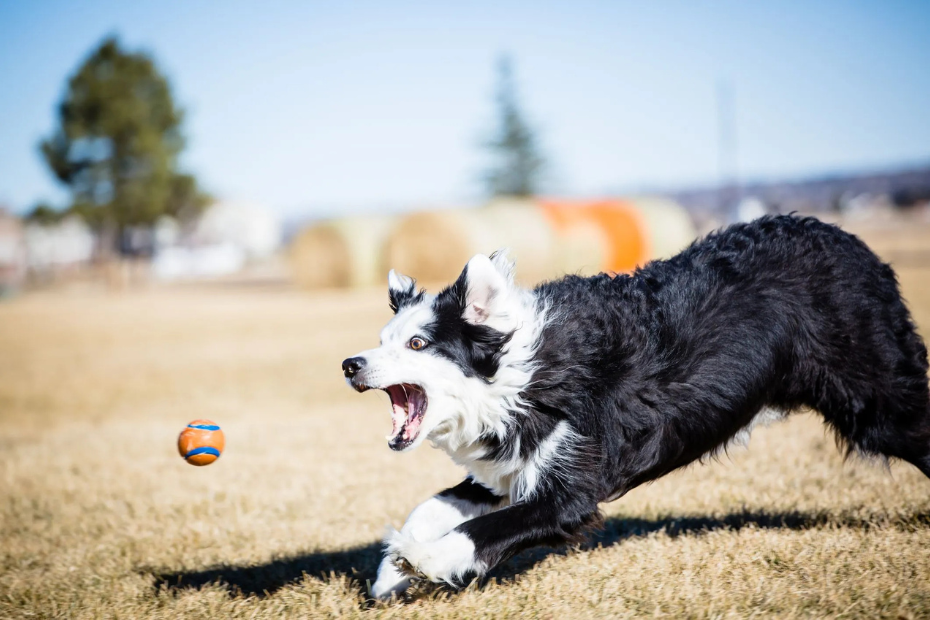 10 Common Dog Behavior Problems and Solutions