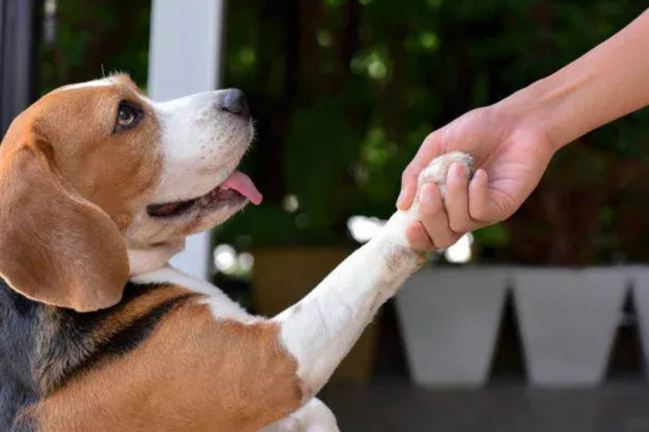 11 Fun and Popular Dog Tricks Any Dog Can Learn