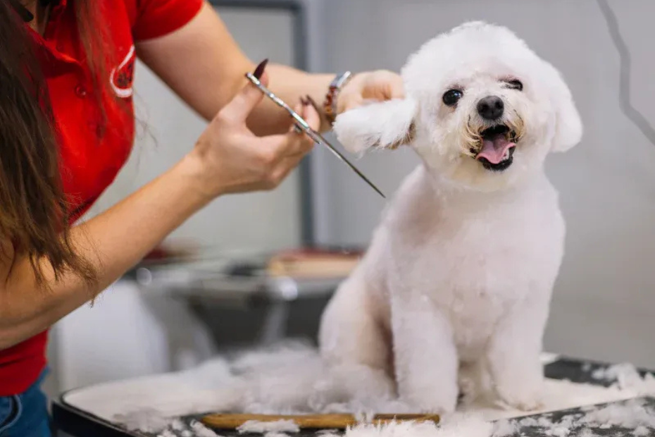 Dog Grooming Costs and How Much to Tip Your Dog Groomer