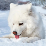 Why Do Dogs Eat Snow?