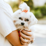 11 Adorably Tiny Toy Dog Breeds That Will Wriggle Their Way Into Your Heart