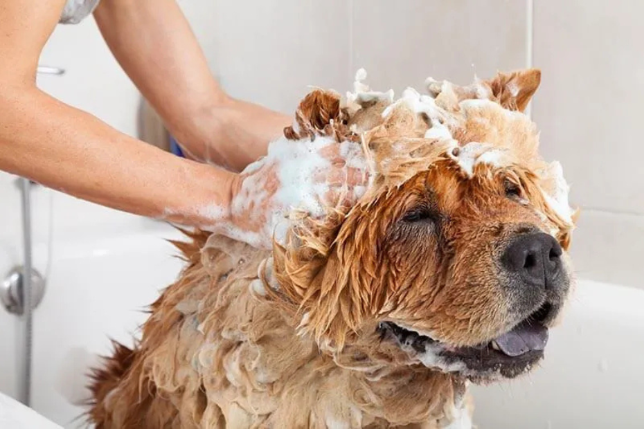 Here’s How Often You Should Be Washing Your Dog