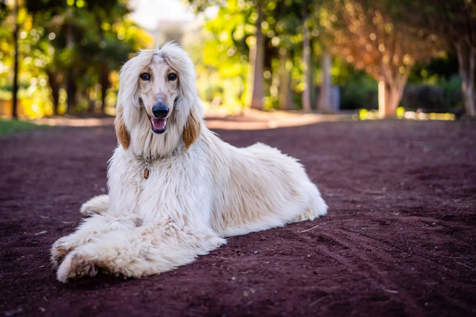 11 of the Most Popular Hound Dog Breeds Both Big and Small