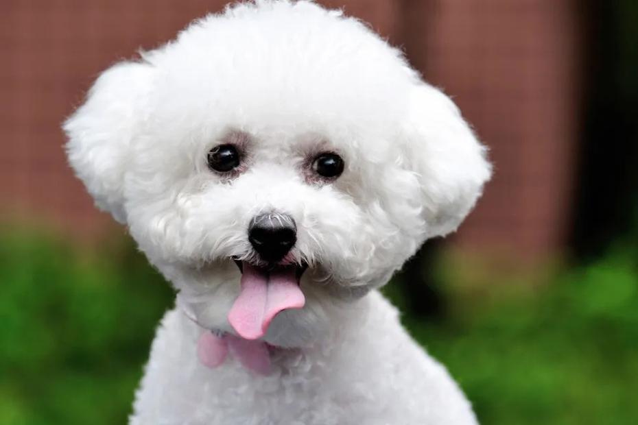 12 Best Dog Breeds for Every Type of Household