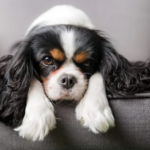 The 10 Best Dogs for Apartments and Small Spaces