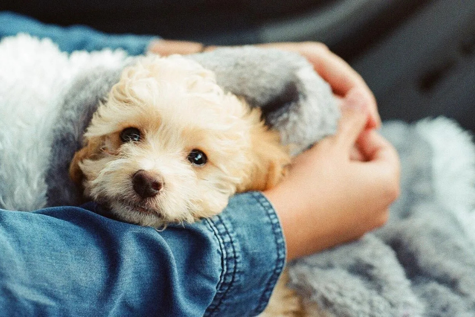 Best 'Hypoallergenic' Dogs for People with Allergies